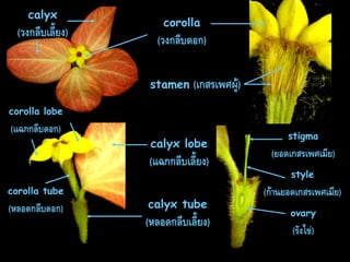 calyx

(วงกลีบเลี้ยง)

corolla

(วงกลีบดอก)
stamen

(เกสรเพศผู้)

corolla lobe

(แฉกกลีบดอก)

calyx lobe

(แฉกกลีบเลี้ยง)
corolla tube

(หลอดกลีบดอก)

calyx tube

(หลอดกลีบเลี้ยง)

stigma

(ยอดเกสรเพศเมีย)
style

(ก้ำนยอดเกสรเพศเมีย)
ovary

(รังไข่)

 