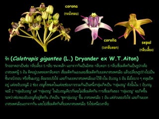 corona

(กะบังรอบ)

corolla

(วงกลีบดอก)

sepal

(กลีบเลี้ยง)

รัก (Calotropis gigantea (L.) Dryander ex W.T.Aiton)
รักออกดอกเป็นช่อ กลีบเลี้ยง 5 กลีบ ขนาดเล็ก แยกจากกันเป็นอิสระ กลีบดอก 5 กลีบเชื่อมติดกันเป็นรูปกงล้อ
เกสรเพศผู้ 5 อัน ติดอยู่บนหลอดกลีบดอก เชื่อมติดกันเองและเชื่อมติดกับยอดเกสรเพศเมีย แล้วเปลี่ยนรูปร่างไปเป็น
ชั้นกะบังรอบ หรือชั้นมงกุฎ ล้อมรอบรังไข่ และก้านยอดเกสรเพศเมียเอาไว้ข้างใน อับเรณู 5 อัน มีเยื่อบาง ๆ คลุมปิด
อยู่ แต่ละอับเรณูมี 2 ช่อง เรณูทั้งหมดในแต่ละช่องเกาะรวมกันเป็นหนึ่งกลุ่มเกิดเป็น “กลุ่มเรณู” ดังนั้นใน 1 อับเรณู
จะมี 2 “กลุ่มอับเรณู” แต่ “กลุ่มเรณู” ในอับเรณูเดียวกันจะไม่เชื่อมติดกัน การเชื่อมกันของ “กลุ่มเรณู” จะเกิดขึ้น
ระหว่างช่องของอับเรณูที่อยู่ติดกัน เกิดเป็น “ชุดกลุ่มเรณู” ขึ้น เกสรเพศเมีย 1 อัน แต่ส่วนของรังไข่ และก้านยอด
เกสรเพศเมียแยกจากกัน และไปเชื่อมติดกันที่ยอดเกสรเพศเมีย รังไข่เหนือวงกลีบ

 