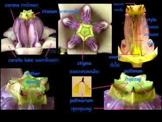 corona

(กะบังรอบ)

stamen

(เกสรเพศผู้)

ยอดเกสร
เพศเมีย

style

(ก้ำนยอด
เกสรเพศ
เมีย)
corolla lobe

(แฉกกลีบดอก)

anther

ovary
stigma

(ยอดเกสรเพศเมีย)

(รังไข่)

pollinium

(กลุ่มเรณู)

(อับเรณู)
pollinarium

(ชุดกลุ่มเรณู)

 