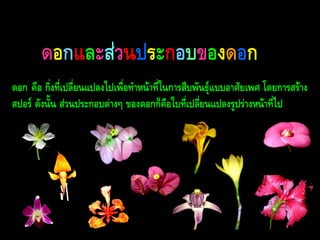 ดอกและส่วนประกอบของดอก
ดอก คือ กิ่งที่เปลี่ยนแปลงไปเพื่อทำหน้ำที่ในกำรสืบพันธุ์แบบอำศัยเพศ โดยกำรสร้ำง
สปอร์ ดังนั้น ส่วนประกอบต่ำงๆ ของดอกก็คือใบที่เปลี่ยนแปลงรูปร่ำงหน้ำที่ไป

 