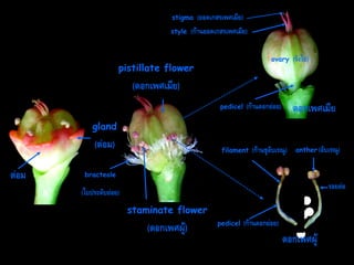 stigma
style

(ยอดเกสรเพศเมีย)
(ก้ำนยอดเกสรเพศเมีย)
ovary

pistillate flower

(รังไข่)

(ดอกเพศเมีย)
pedicel

(ก้ำนดอกย่อย)

ดอกเพศเมีย

gland

(ต่อม)
ต่อม

filament

(ก้ำนชูอับเรณู)

anther (อับเรณู)

bracteole

รอยต่อ

(ใบประดับย่อย)
staminate flower

(ดอกเพศผู้)

pedicel

(ก้ำนดอกย่อย)

ดอกเพศผู้

 