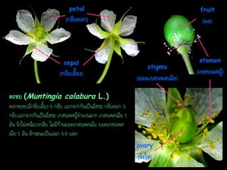 petal

fruit

(กลีบดอก)

(ผล)

sepal

(กลีบเลี้ยง)

stigma

(ยอดเกสรเพศเมีย)

ตะขบ (Muntingia calabura L.)
ดอกตะขบมีกลีบเลี้ยง 5 กลีบ แยกจากกันเป็นอิสระ กลีบดอก 5
กลีบแยกจากกันเป็นอิสระ เกสรเพศผู้จานวนมาก เกสรเพศเมีย 1
อัน รังไข่เหนือวงกลีบ ไม่มีก้านยอดเกสรเพศเมีย ยอดเกสรเพศ
เมีย 1 อัน ลักษณะเป็นแฉก 5-6 แฉก
ovary

(รังไข่)

stamen

(เกสรเพศผู)้

 