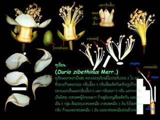 แฉกกลีบเลี้ยง
หลอด
กลีบ
เลี้ยง

กลีบดอก
วง
กลีบเลี้ยง

เกสรเพศผู้
ใบประดับย่อย

กลีบดอก

ทุเรียน

stigma

(Durio zibethinus Merr.)
ทุเรียนออกดอกเป็นช่อ ดอกย่อยทุเรียนมีใบประดับย่อย 2 ใบ อยู่
ที่ปลายก้านดอกย่อย กลีบเลี้ยง 5 กลีบเชื่อมติดกันคล้ายรูปถ้วย
ปลายแยกเป็นแฉกกลีบเลี้ยง 5 แฉก กลีบดอก 5 กลีบ แยกจากกัน
เป็นอิสระ เกสรเพศผู้จานวนมาก ก้านชูอับเรณูเชื่อมติดกัน และแยก
เป็น 5 กลุ่ม ล้อมรอบเกสรเพศเมีย เกสรเพศเมีย 1 อัน รังไข่เหนือวง
กลีบ ก้านยอดเกสรเพศเมีย 1 อัน ยอดเกสรเพศเมียค่อนข้างกลม

เกสรเพศเมีย
style

ovary

 