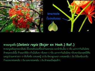 bracteole

(ใบประดับย่อย)

หำงนกยูงฝรั่ง (Delonix regia (Bojer ex Hook.) Raf.)
หางนกยูงฝรั่งออกดอกเป็นช่อ มีใบประดับย่อยที่โคนก้านดอกย่อย ดอกมีกลีบเลี้ยง 5 กลีบ แยกจากกันเป็นอิสระ
ลักษณะอวบมีเนื้อ ด้านนอกสีเขียว ด้านในสีแดง กลีบดอก 5 กลีบ แยกจากกันเป็นอิสระ กลีบดอกอันบนสุดมีสีสัน
และรูปร่างแตกต่างจาก 4 กลีบที่เหลือ เกสรเพศผู้ 10 อัน ติดบนฐานดอก เกสรเพศเมีย 1 อัน รังไข่เหนือวงกลีบ
ก้านยอดเกสรเพศเมีย 1 อัน ยอดเกสรเพศเมีย 1 อัน ลักษณะเป็นตุ่มเล็กๆ

 