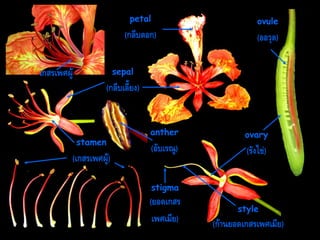 petal

ovule

(กลีบดอก)

(ออวุล)

sepal

เกสรเพศผู้

(กลีบเลี้ยง)

stamen

anther

ovary

(อับเรณู)

(รังไข่)

(เกสรเพศผู้)
stigma

(ยอดเกสร
เพศเมีย)

style

(ก้ำนยอดเกสรเพศเมีย)

 