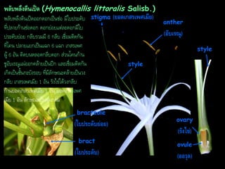 พลับพลึงตีนเป็ด (Hymenocallis littoralis Salisb.)
พลับพลึงตีนเป็ดออกดอกเป็นช่อ มีใบประดับ stigma (ยอดเกสรเพศเมีย)
ที่ปลายก้านช่อดอก ดอกย่อยแต่ละดอกมีใบ
ประดับย่อย กลีบรวมมี 6 กลีบ เชื่อมติดกัน
ที่โคน ปลายแยกเป็นแฉก 6 แฉก เกสรเพศ
ผู้ 6 อัน ติดบนหลอดกลีบดอก ส่วนโคนก้าน
ชูอับเรณูแผ่ออกคล้ายเป็นปีก และเชื่อมติดกัน
เกิดเป็นชั้นกะบังรอบ ที่มีลักษณะคล้ายเป็นวง
กลีบ เกสรเพศเมีย 1 อัน รังไข่ใต้วงกลีบ
ก้านยอดเกสรเพศเมีย 1 อัน ยอดเกสรเพศ
เมีย 1 อัน ลักษณะเป็นตุ่มกลม
bracteole

(ใบประดับย่อย)

anther

(อับเรณู)
style
style

ovary

(รังไข่)
bract

(ใบประดับ)

ovule

(ออวุล)

 