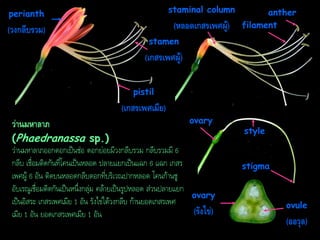 perianth

staminal column

(วงกลีบรวม)

(หลอดเกสรเพศผู)้

anther
filament

stamen

(เกสรเพศผู)้
pistil

(เกสรเพศเมีย)
ว่ำนมหำลำภ

ovary

(Phaedranassa sp.)
ว่านมหาลาภออกดอกเป็นช่อ ดอกย่อยมีวงกลีบรวม กลีบรวมมี 6
กลีบ เชื่อมติดกันที่โคนเป็นหลอด ปลายแยกเป็นแฉก 6 แฉก เกสร
เพศผู้ 6 อัน ติดบนหลอดกลีบดอกที่บริเวณปากหลอด โคนก้านชู
อับเรณูเชื่อมติดกันเป็นหนึ่งกลุ่ม คล้ายเป็นรูปหลอด ส่วนปลายแยก
ovary
เป็นอิสระ เกสรเพศเมีย 1 อัน รังไข่ใต้วงกลีบ ก้านยอดเกสรเพศ
(รังไข่)
เมีย 1 อัน ยอดเกสรเพศเมีย 1 อัน

style

stigma

ovule

(ออวุล)

 