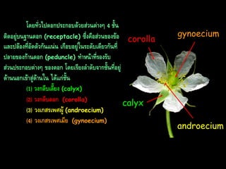 โดยทั่วไปดอกประกอบด้วยส่วนต่ำงๆ 4 ชั้น
ติดอยู่บนฐำนดอก (receptacle) ซึ่งคือส่วนของข้อ corolla
และปล้องที่อัดตัวกันแน่น เกือบอยู่ในระดับเดียวกันที่
ปลำยของก้ำนดอก (peduncle) ทำหน้ำทีรองรับ
่
ส่วนประกอบต่ำงๆ ของดอก โดยเรียงลำดับจำกชั้นที่อยู่
ด้ำนนอกเข้ำสู่ด้ำนใน ได้แก่ชั้น
(1) วงกลีบเลี้ยง (calyx)
(2) วงกลีบดอก (corolla)
calyx
(3) วงเกสรเพศผู้ (androecium)
(4) วงเกสรเพศเมีย (gynoecium)

gynoecium

androecium

 