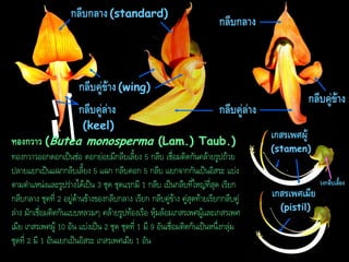 กลีบกลำง (standard)

กลีบคู่ข้ำง (wing)
กลีบคู่ล่ำง
(keel)

กลีบกลำง

กลีบคู่ข้ำง

กลีบคู่ล่ำง

ทองกวำว (Butea monosperma (Lam.) Taub.)
ทองกวาวออกดอกเป็นช่อ ดอกย่อยมีกลีบเลี้ยง 5 กลีบ เชื่อมติดกันคล้ายรูปถ้วย
ปลายแยกเป็นแฉกกลีบเลี้ยง 5 แฉก กลีบดอก 5 กลีบ แยกจากกันเป็นอิสระ แบ่ง
ตามตาแหน่งและรูปร่างได้เป็น 3 ชุด ชุดแรกมี 1 กลีบ เป็นกลีบที่ใหญ่ที่สุด เรียก
กลีบกลาง ชุดที่ 2 อยู่ด้านข้างของกลีบกลาง เรียก กลีบคู่ข้าง คู่สุดท้ายเรียกกลีบคู่
ล่าง มักเชื่อมติดกันแบบหลวมๆ คล้ายรูปท้องเรือ หุ้มล้อมเกสรเพศผู้และเกสรเพศ
เมีย เกสรเพศผู้ 10 อัน แบ่งเป็น 2 ชุด ชุดที่ 1 มี 9 อันเชื่อมติดกันเป็นหนึ่งกลุ่ม
ชุดที่ 2 มี 1 อันแยกเป็นอิสระ เกสรเพศเมีย 1 อัน

เกสรเพศผู้

(stamen)

วงกลีบเลี้ยง

เกสรเพศเมีย
(pistil)

 