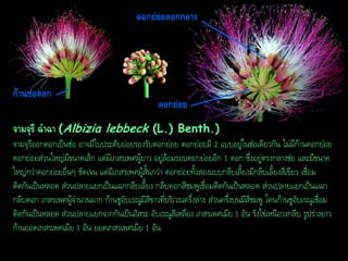 ดอกย่อยดอกกลำง

ก้ำนช่อดอก
ดอกย่อย
จำมจุรี ฉำฉำ (Albizia lebbeck (L.) Benth.)
จามจุรีออกดอกเป็นช่อ อาจมีใบประดับย่อยรองรับดอกย่อย ดอกย่อยมี 2 แบบอยู่ในช่อเดียวกัน ไม่มีก้านดอกย่อย
ดอกย่อยส่วนใหญ่มีขนาดเล็ก แต่มีเกสรเพศผู้ยาว อยู่ล้อมรอบดอกย่อยอีก 1 ดอก ซึ่งอยู่ตรงกลางช่อ และมีขนาด
ใหญ่กว่าดอกย่อยอื่นๆ ชัดเจน แต่มีเกสรเพศผู้สั้นกว่า ดอกย่อยทั้งสองแบบกลีบเลี้ยงมีกลีบเลี้ยงสีเขียว เชื่อม
ติดกันเป็นหลอด ส่วนปลายแยกเป็นแฉกกลีบเลี้ยง กลีบดอกสีชมพูเชื่อมติดกันเป็นหลอด ส่วนปลายแยกเป็นแฉก
กลีบดอก เกสรเพศผู้จานวนมาก ก้านชูอับเรณูมีสีขาวที่บริเวณครึ่งล่าง ส่วนครึ่งบนมีสีชมพู โคนก้านชูอับเรณูเชื่อม
ติดกันเป็นหลอด ส่วนปลายแยกจากกันเป็นอิสระ อับเรณูสีเหลือง เกสรเพศเมีย 1 อัน รังไข่เหนือวงกลีบ รูปร่างยาว
ก้านยอดเกสรเพศเมีย 1 อัน ยอดเกสรเพศเมีย 1 อัน

 