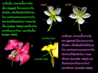 วงกลีบเลี้ยง ประกอบขึ้นจำกกลีบ
เลี้ยง (sepal) ซึ่งอำจแยกจำกกัน
เป็นอิสระ หรือเชื่อมติดกันที่บริเวณ
โคน และส่วนปลำยแยกออกจำกกัน
เรียกส่วนที่เชื่อมติดกันว่ำ หลอดกลีบ
เลี้ยง (calyx tube) และเรียกส่วน
ปลำยที่แยกจำกกันว่ำ แฉกกลีบเลี้ยง

sepal

(calyx lobe)

calyx lobe

corolla lobe

corolla tube
calyx tube

petal

วงกลีบดอก ประกอบขึ้นจำกกลีบ
ดอก (petal) ซึ่งอำจแยกจำกกัน
เป็นอิสระ หรือเชื่อมติดกันที่บริเวณ
โคน และส่วนปลำยแยกออกจำกกัน
เรียกส่วนที่เชื่อมติดกันว่ำ หลอด
กลีบดอก (corolla tube) และ
เรียกส่วนปลำยที่แยกจำกกันว่ำ
แฉกกลีบดอก (corolla lobe)

 