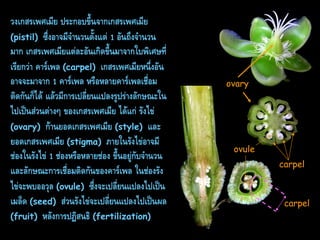 วงเกสรเพศเมีย ประกอบขึ้นจำกเกสรเพศเมีย
(pistil) ซึ่งอำจมีจำนวนตั้งแต่ 1 อันถึงจำนวน
มำก เกสรเพศเมียแต่ละอันเกิดขึ้นมำจำกใบพิเศษที่
เรียกว่ำ คำร์เพล (carpel) เกสรเพศเมียหนึ่งอัน
อำจจะมำจำก 1 คำร์เพล หรือหลำยคำร์เพลเชื่อม
ติดกันก็ได้ แล้วมีกำรเปลี่ยนแปลงรูปร่ำงลักษณะใน
ไปเป็นส่วนต่ำงๆ ของเกสรเพศเมีย ได้แก่ รังไข่
(ovary) ก้ำนยอดเกสรเพศเมีย (style) และ
ยอดเกสรเพศเมีย (stigma) ภำยในรังไข่อำจมี
ช่องในรังไข่ 1 ช่องหรือหลำยช่อง ขึ้นอยู่กับจำนวน
และลักษณะกำรเชื่อมติดกันของคำร์เพล ในช่องรัง
ไข่จะพบออวุล (ovule) ซึ่งจะเปลี่ยนแปลงไปเป็น
เมล็ด (seed) ส่วนรังไข่จะเปลี่ยนแปลงไปเป็นผล
(fruit) หลังกำรปฏิสนธิ (fertilization)

ovary

ovule
carpel

carpel

 