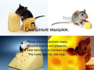 Смешные мышки.
Мышь нашла кусочек сыра,
Мышка съесть его решила.
В нем прогрызла столько дыр,
Что сама кругла, как сыр.

 
