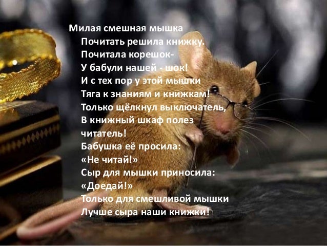 фото мышек смешные фото мышек смешные