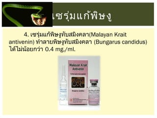 เซรุม แก้พ ษ งู
่
ิ
4. เซรุ่มแก้พษงูทบสมิงคลา(Malayan Krait
ิ
ั
antivenin) ทำาลายพิษงูทบสมิงคลา (Bungarus candidus)
ั
ได้ไม่นอยกว่า 0.4 mg./ml. 
้

 