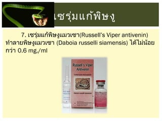 เซรุม แก้พ ษ งู
่
ิ
7. เซรุ่มแก้พิษงูแมวเซา(Russell’s Viper antivenin)
ทำาลายพิษงูแมวเซา (Daboia russelli siamensis) ได้ไม่นอย
้
กว่า 0.6 mg./ml

 