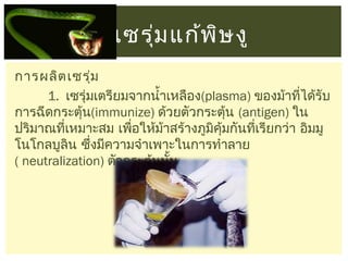 เซรุม แก้พ ษ งู
่
ิ
การผลิต เซรุ่ม
1. เซรุ่มเตรียมจากนำ้าเหลือง(plasma) ของม้าทีได้รับ
่
การฉีดกระตุ้น(immunize) ด้วยตัวกระตุ้น (antigen) ใน
ปริมาณที่เหมาะสม เพือให้มาสร้างภูมิคุ้มกันทีเรียกว่า อิมมู
่
้
่
โนโกลบูลิน ซึงมีความจำาเพาะในการทำาลาย
่
( neutralization) ตัวกระตุ้นนั้น

 