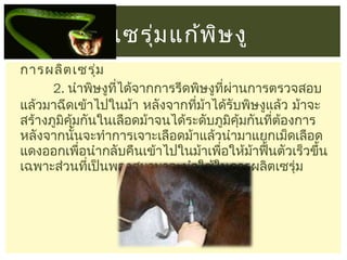 เซรุม แก้พ ษ งู
่
ิ
การผลิต เซรุ่ม
2. นำาพิษงูที่ได้จากการรีดพิษงูทผ่านการตรวจสอบ
ี่
แล้วมาฉีดเข้าไปในม้า หลังจากทีมาได้รับพิษงูแล้ว ม้าจะ
่ ้
สร้างภูมคุ้มกันในเลือดม้าจนได้ระดับภูมคุ้มกันทีต้องการ
ิ
ิ
่
หลังจากนันจะทำาการเจาะเลือดม้าแล้วนำามาแยกเม็ดเลือด
้
แดงออกเพือนำากลับคืนเข้าไปในม้าเพือให้มาฟืนตัวเร็วขึ้น
่
่
้ ้
เฉพาะส่วนที่เป็นพลาสมามาจะนำาใช้ในการผลิตเซรุ่ม

 