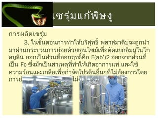 เซรุม แก้พ ษ งู
่
ิ
การผลิต เซรุ่ม
3. ในขั้นตอนการทำาให้บริสุทธิ์ พลาสมาดิบจะถูกนำา
มาผ่านกระบวนการย่อยด้วยเอนไซม์เพือตัดแยกอิมมูโนโก
่
ลบูลิน ออกเป็นส่วนที่ออกฤทธิ์คือ F(ab’)2 ออกจากส่วนที่
เป็น Fc ซึ่งมักเป็นสาเหตุททำาให้เกิดอาการแพ้ และใช้
ี่
ความร้อนและเกลือเพือกำาจัดโปรตีนอื่นๆที่ไม่ต้องการโดย
่
การย่อยและแยกโปรตีนทีไม่ต้องการออกไป
่

 