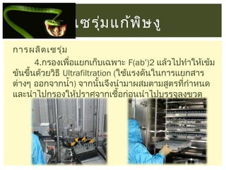 เซรุม แก้พ ษ งู
่
ิ
การผลิต เซรุ่ม
4.กรองเพื่อแยกเก็บเฉพาะ F(ab’)2 แล้วไปทำาให้เข้ม
ข้นขึ้นด้วยวิธี Ultrafiltration (ใช้แรงดันในการแยกสาร
ต่างๆ ออกจากนำ้า) จากนั้นจึงนำามาผสมตามสูตรทีกำาหนด
่
และนำาไปกรองให้ปราศจากเชื้อก่อนนำาไปบรรจุลงขวด

 