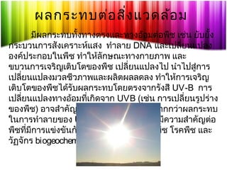 ผลกระทบต่อ สิ่ง แวดล้อ ม
มีผลกระทบทั้งทางตรงและทางอ้อมต่อพืช เช่น ยับยั้ง
กระบวนการสังเคราะห์แสง ทำาลาย DNA และเปลี่ยนแปลง
องค์ประกอบในพืช ทำาให้ลักษณะทางกายภาพ และ
ขบวนการเจริญเติบโตของพืช เปลี่ยนแปลงไป นำาไปสู่การ
เปลี่ยนแปลงมวลชีวภาพและผลิตผลลดลง ทำาให้การเจริญ
เติบโตของพืชได้รับผลกระทบโดยตรงจากรังสี UV-B การ
เปลี่ยนแปลงทางอ้อมทีเกิดจาก UVB (เช่น การเปลี่ยนรูปร่าง
่
ของพืช) อาจสำาคัญเท่าๆกันหรือบางครั้งก็มากกว่าผลกระทบ
ในการทำาลายของ UVB การเปลี่ยนแปลงนีมความสำาคัญต่อ
้ ี
พืชทีมการแข่งขันกันอย่างสมดุล สัตว์ทกินพืช โรคพืช และ
่ ี
ี่
วัฏจักร biogeochemical

 