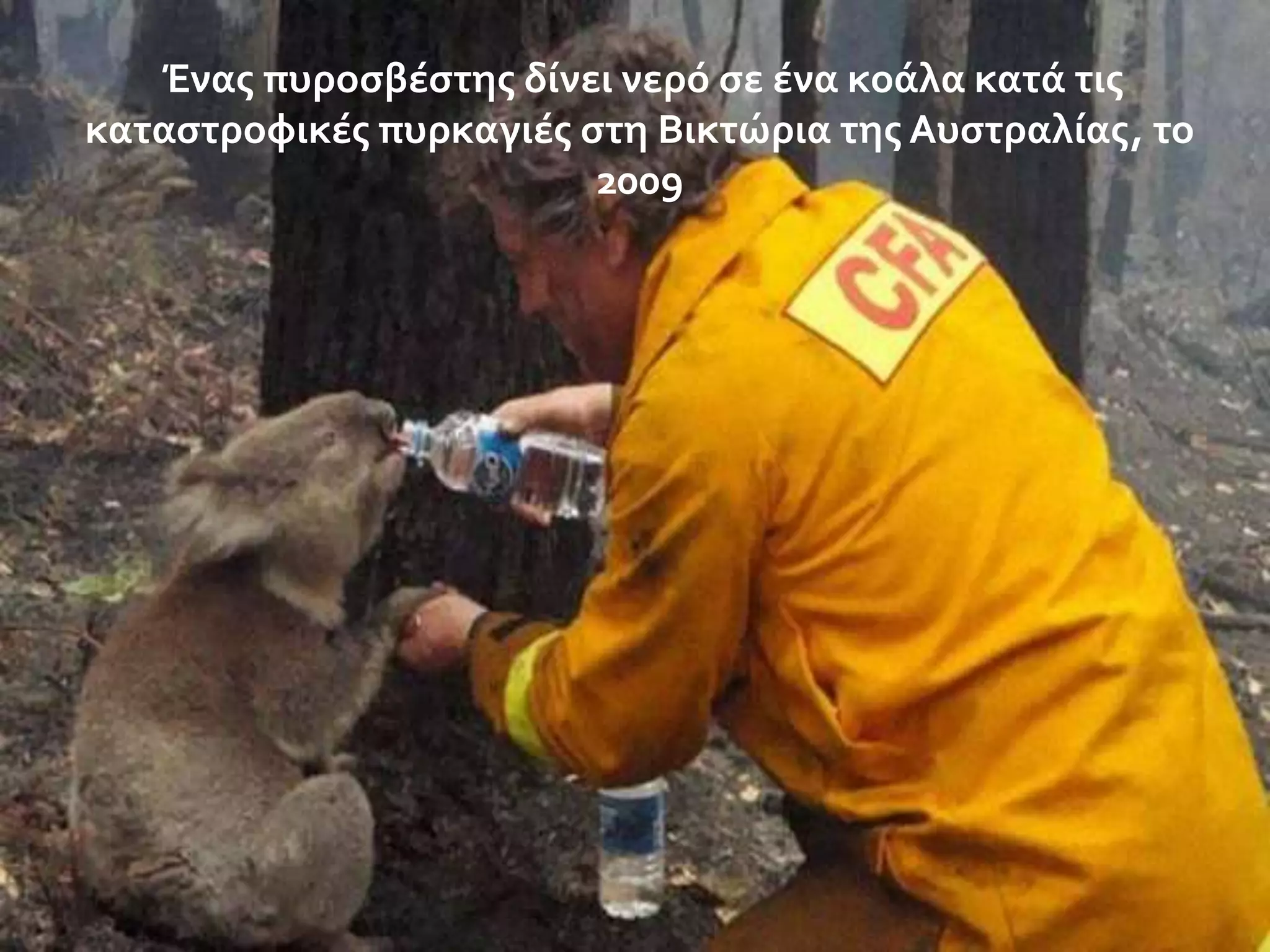 Ένασ πυροςβϋςτησ δύνει νερό ςε ϋνα κοϊλα κατϊ τισ
καταςτροφικϋσ πυρκαγιϋσ ςτη Βικτώρια τησ Αυςτραλύασ, το
2009

 