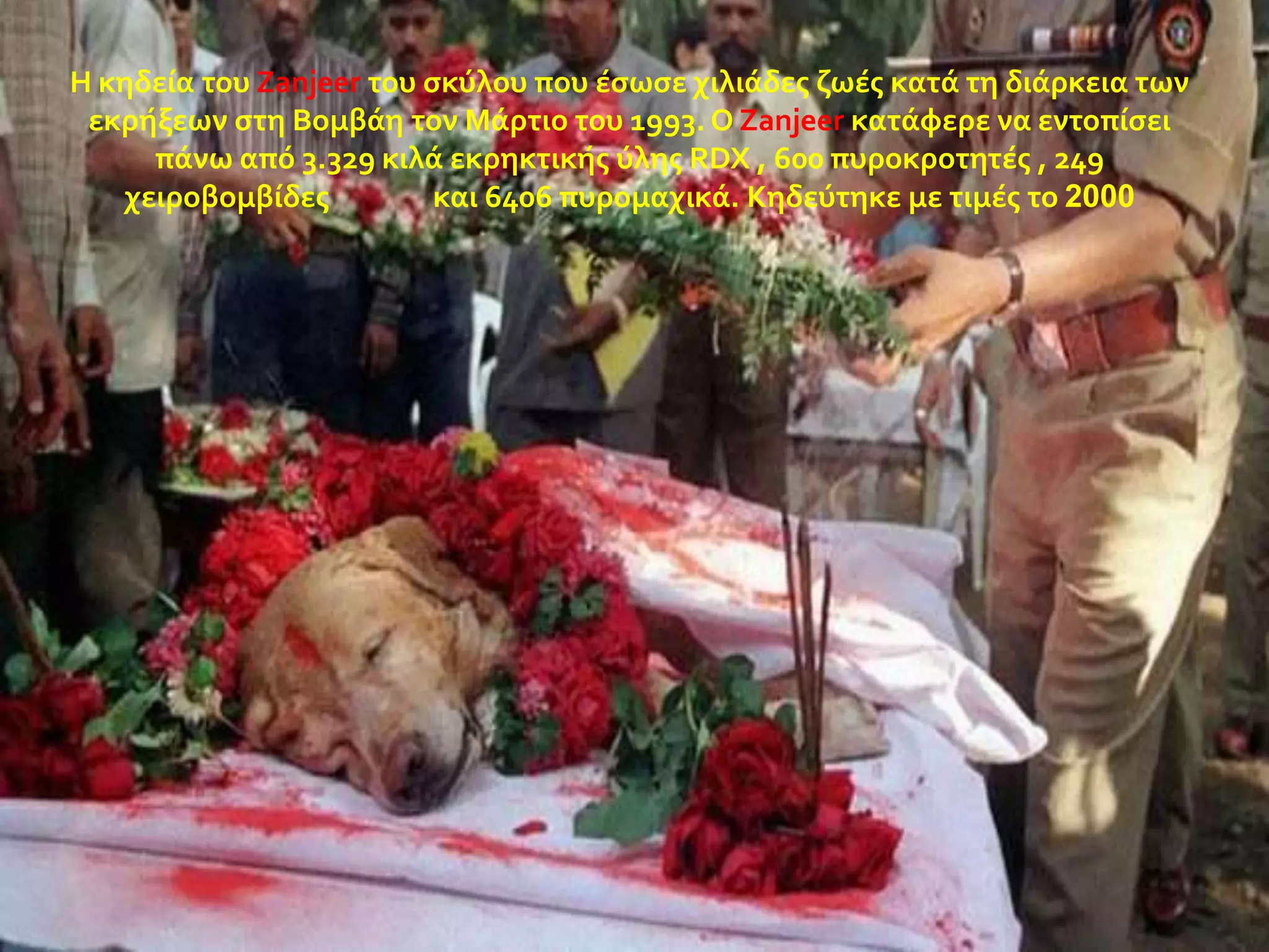 Η κηδεύα του Zanjeer του ςκύλου που ϋςωςε χιλιϊδεσ ζωϋσ κατϊ τη διϊρκεια των
εκρόξεων ςτη Βομβϊη τον Μϊρτιο του 1993. Ο Zanjeer κατϊφερε να εντοπύςει
πϊνω από 3.329 κιλϊ εκρηκτικόσ ύλησ RDX , 600 πυροκροτητϋσ , 249
χειροβομβύδεσ
και 6406 πυρομαχικϊ. Κηδεύτηκε με τιμϋσ το 2000

 