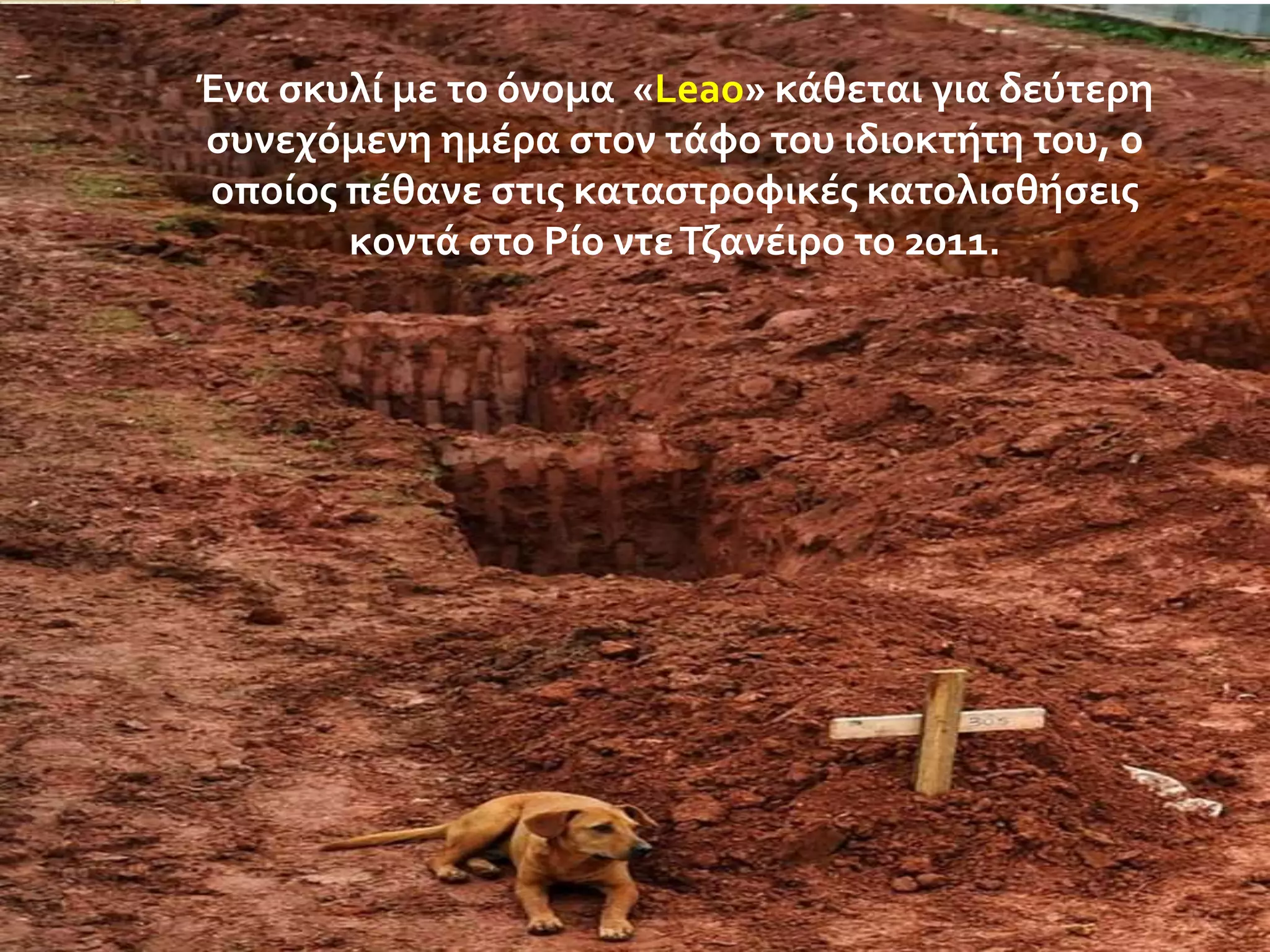 Ένα ςκυλύ με το όνομα «Leao» κϊθεται για δεύτερη
ςυνεχόμενη ημϋρα ςτον τϊφο του ιδιοκτότη του, ο
οπούοσ πϋθανε ςτισ καταςτροφικϋσ κατολιςθόςεισ
κοντϊ ςτο Ρύο ντε Τζανϋιρο το 2011.

 