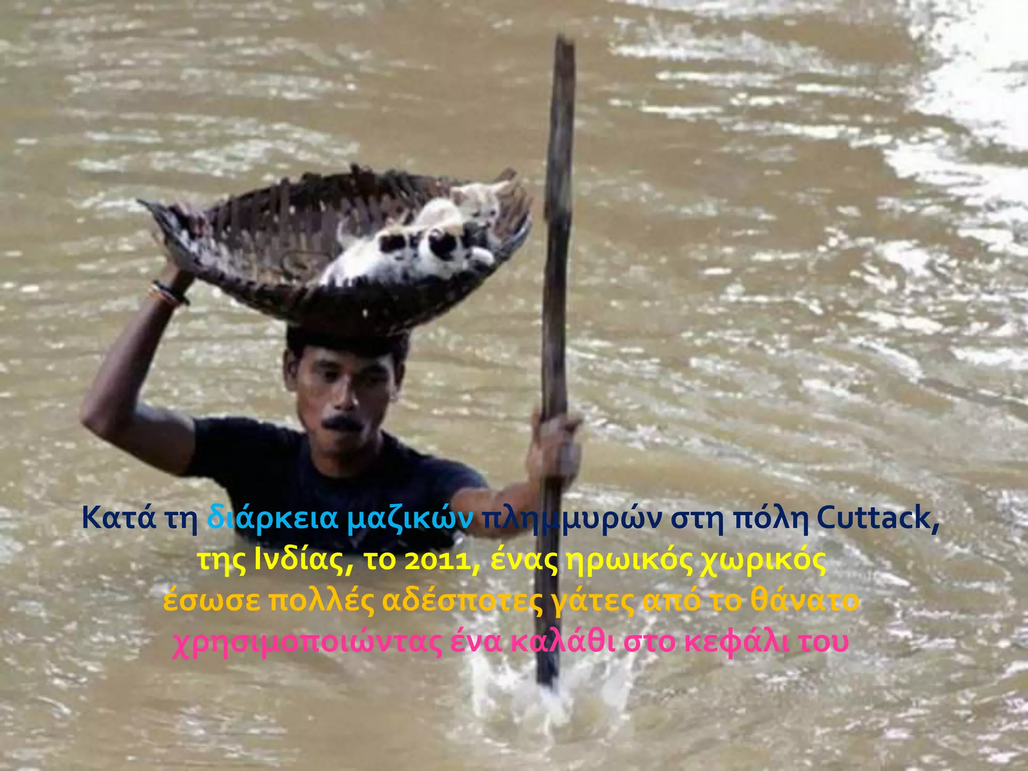 Κατϊ τη διϊρκεια μαζικών πλημμυρών ςτη πόλη Cuttack,
τησ Ινδύασ, το 2011, ϋνασ ηρωικόσ χωρικόσ
ϋςωςε πολλϋσ αδϋςποτεσ γϊτεσ από το θϊνατο
χρηςιμοποιώντασ ϋνα καλϊθι ςτο κεφϊλι του

 