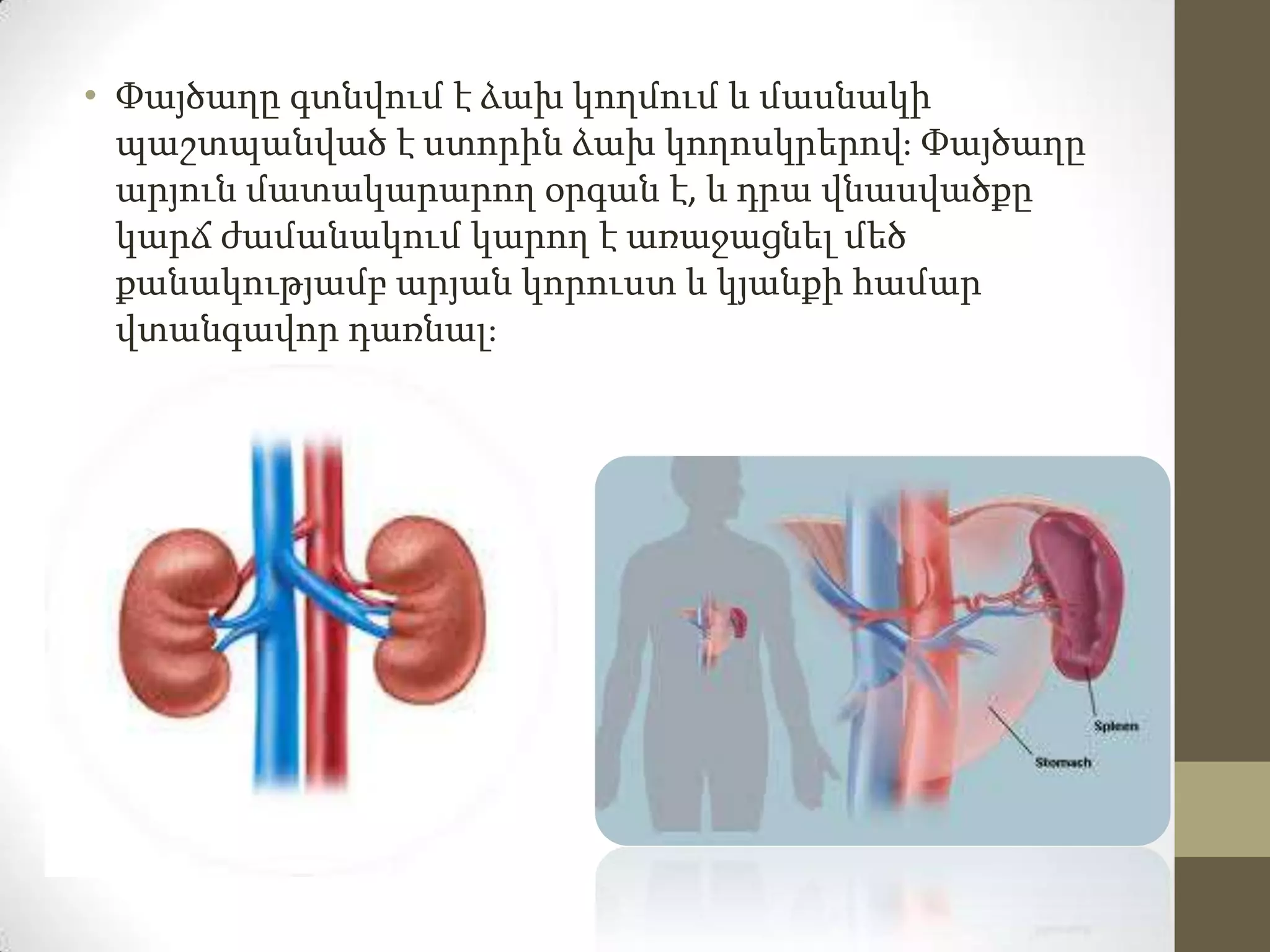 • Փայծաղը գտնվում է ձախ կողմում և մասնակի
պաշտպանված է ստորին ձախ կողոսկրերով։ Փայծաղը
արյուն մատակարարող օրգան է, և դրա վնասվածքը
կարճ ժամանակում կարող է առաջացնել մեծ
քանակությամբ արյան կորուստ և կյանքի համար
վտանգավոր դառնալ։

 
