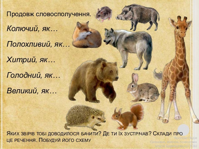 звірі – це дикі тварини