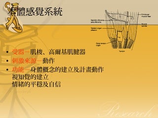 本體感覺系統

• 受器－肌梭、高爾基肌腱器
• 刺激來源－動作
• 功能－身體概念的建立及計畫動作
視知覺的建立
情緒的平穩及自信

 