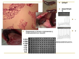 ►

ОПЫТ

►

КОНТРОЛ
Ь

►



►

Изменения в легких и селезенках у
инфицированных мышей

1:512
1:256
1:128
1:64
1:32
1:16
1:8

►

-

+

Появление специфических антител в
иммунофлюоресцентном варианте РА

 