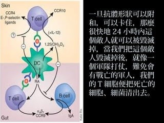 一旦抗體形狀可以附
和，可以卡住，那麼
很快地 24 小時內這
個敵人就可以被毀滅
掉，當我們把這個敵
人毀滅掉後，就像一
個軍隊打仗，難免會
有戰亡的軍人，我們
的 T 細胞便把死亡的
細胞、細菌清出去。

 