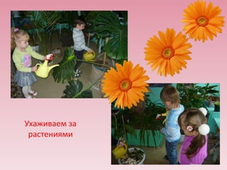 Ухаживаем за
растениями

 
