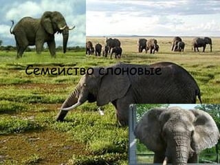 Семейство слоновые

 
