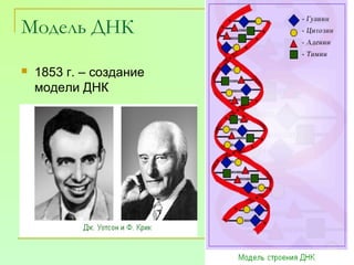 Модель ДНК


1853 г. – создание
модели ДНК

 