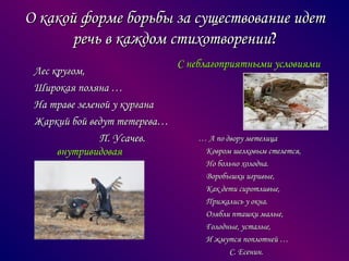 О какой форме борьбы за существование идет
речь в каждом стихотворении?
Лес кругом,
Широкая поляна …
На траве зеленой у кургана
Жаркий бой ведут тетерева…
П. Усачев.
внутривидовая

С неблагоприятными условиями

… А по двору метелица
Ковром шелковым стелется,
Но больно холодна.
Воробышки игривые,
Как дети сиротливые,
Прижались у окна.
Озябли пташки малые,
Голодные, усталые,
И жмутся поплотней …
С. Есенин.

 