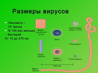 Размеры вирусов
Нанометр –
10 -9 метра
 В 100 раз меньше
бактерий
От 10 до 275 нм


 