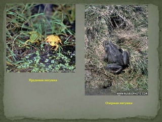Прудовая лягушка

Озерная лягушка

 