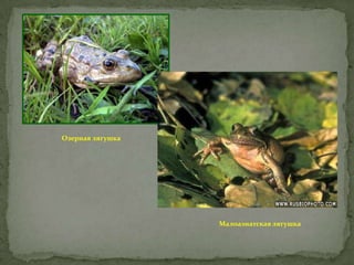 Озерная лягушка

Малоазиатская лягушка

 