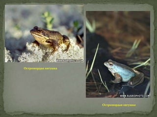 Остромордая лягушка

Остромордая лягушка

 