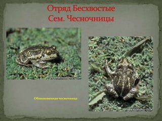 Обыкновенная чесночница

 