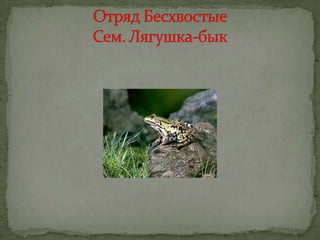 класс земноводные