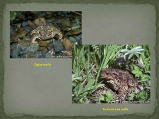 Серая жаба

Кавказская жаба

 