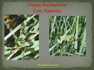 Обыкновенная квакша

 