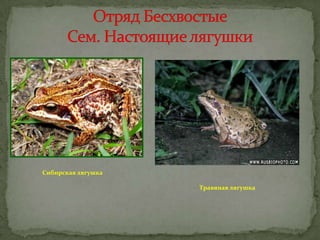 Сибирская лягушка
Травяная лягушка

 