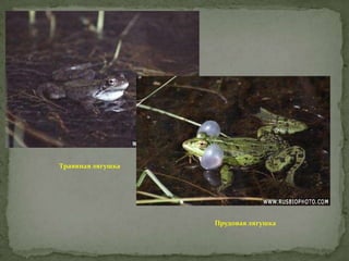 Травяная лягушка

Прудовая лягушка

 