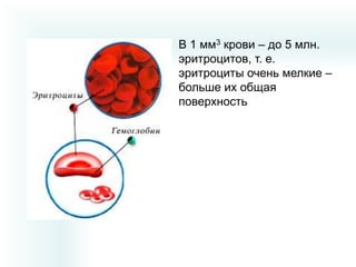 В 1 мм3 крови – до 5 млн.
эритроцитов, т. е.
эритроциты очень мелкие –
больше их общая
поверхность

 