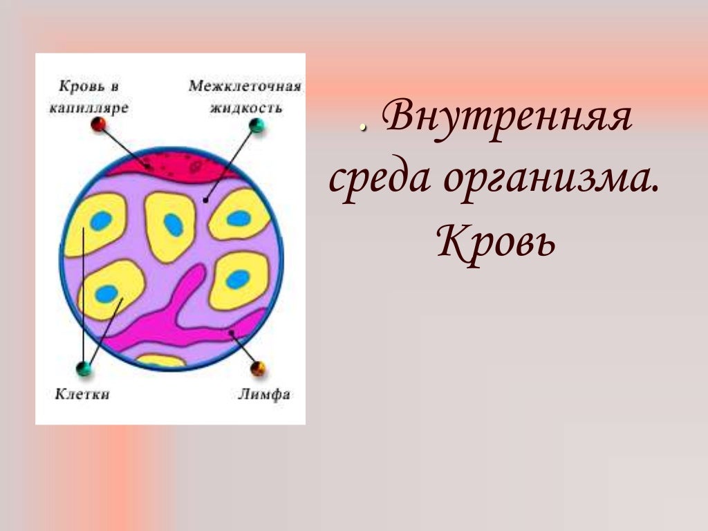Кровь на капоте